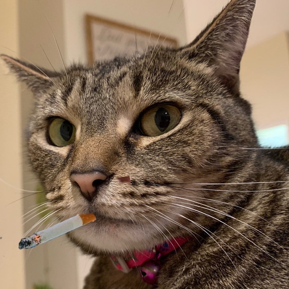 Meet your Posher, Randa - Picture 3 of 4